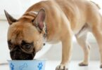 French Bulldogs eating