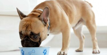 French Bulldogs eating