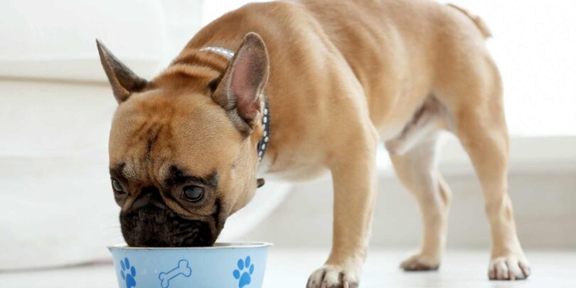 French Bulldogs eating
