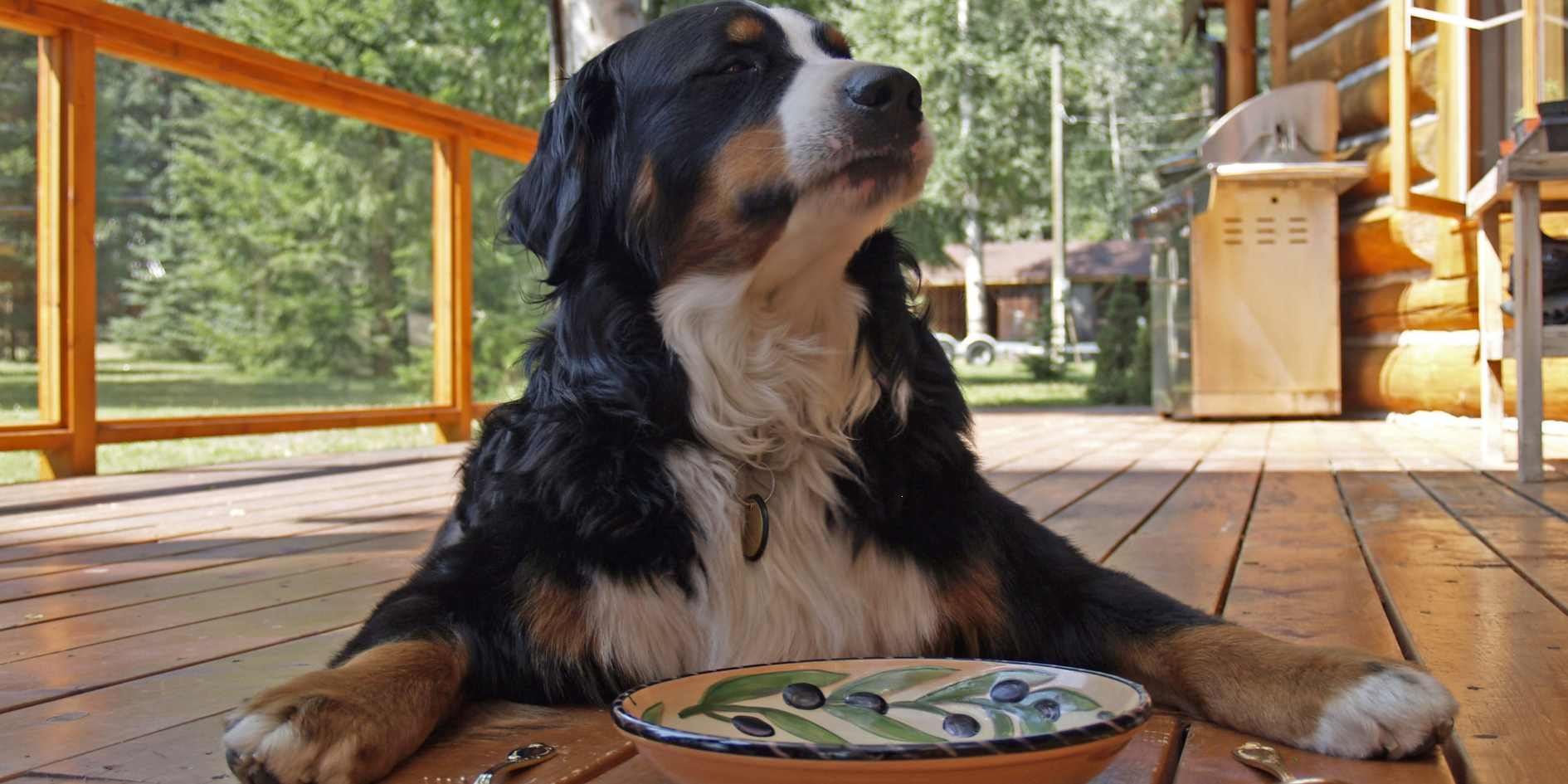 Gluten-Free Dog Food