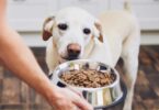 Gluten Free Dog Food