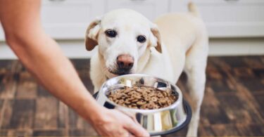 Gluten Free Dog Food