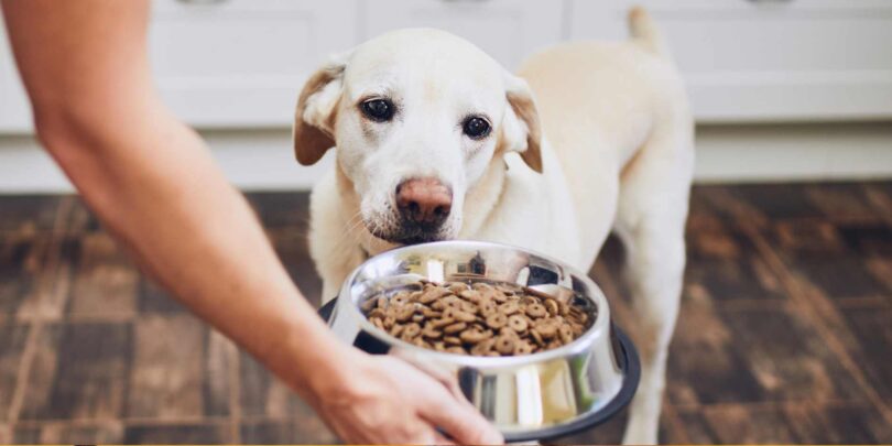 Gluten Free Dog Food
