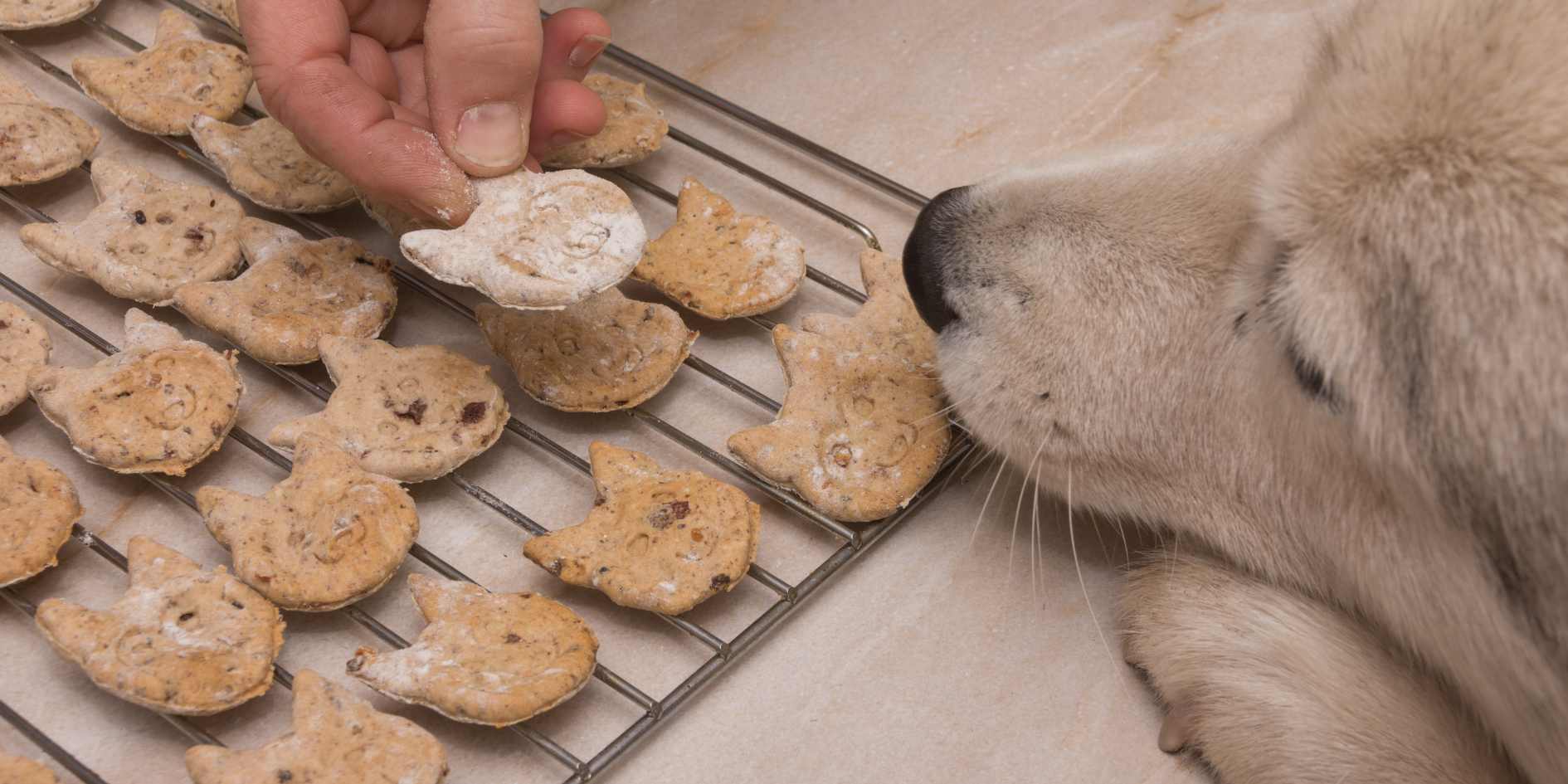 Homemade Dog Food