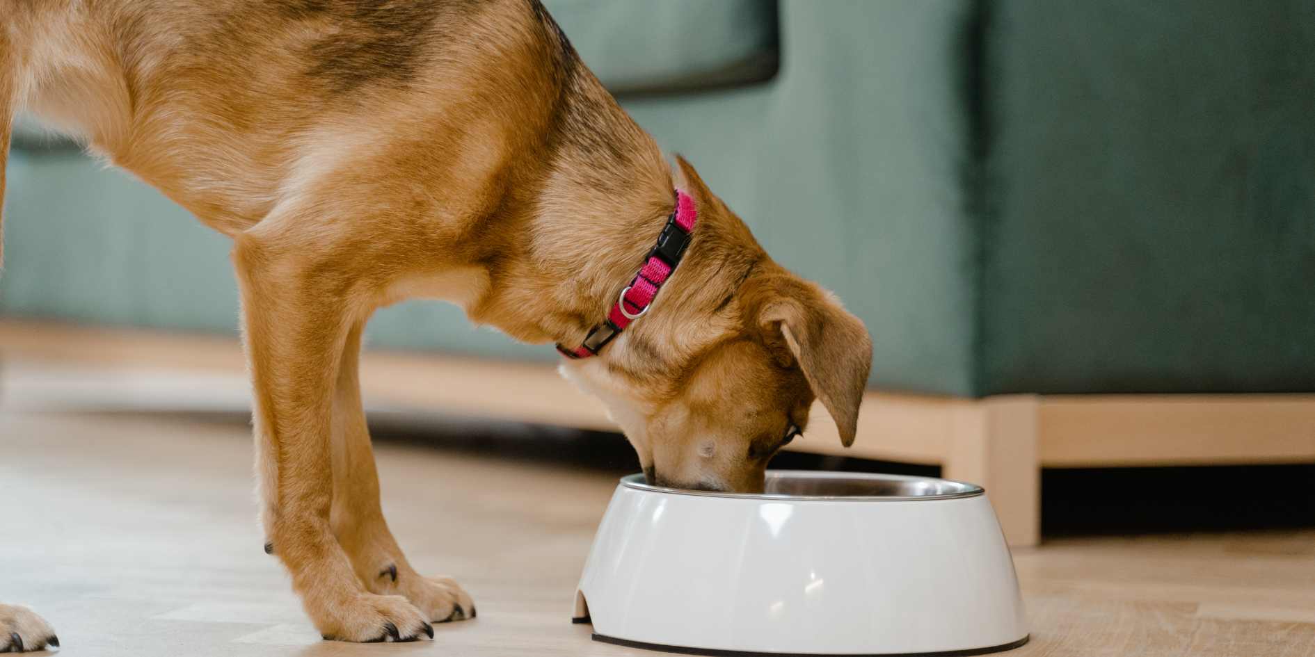 Homemade Low Protein Dog Food