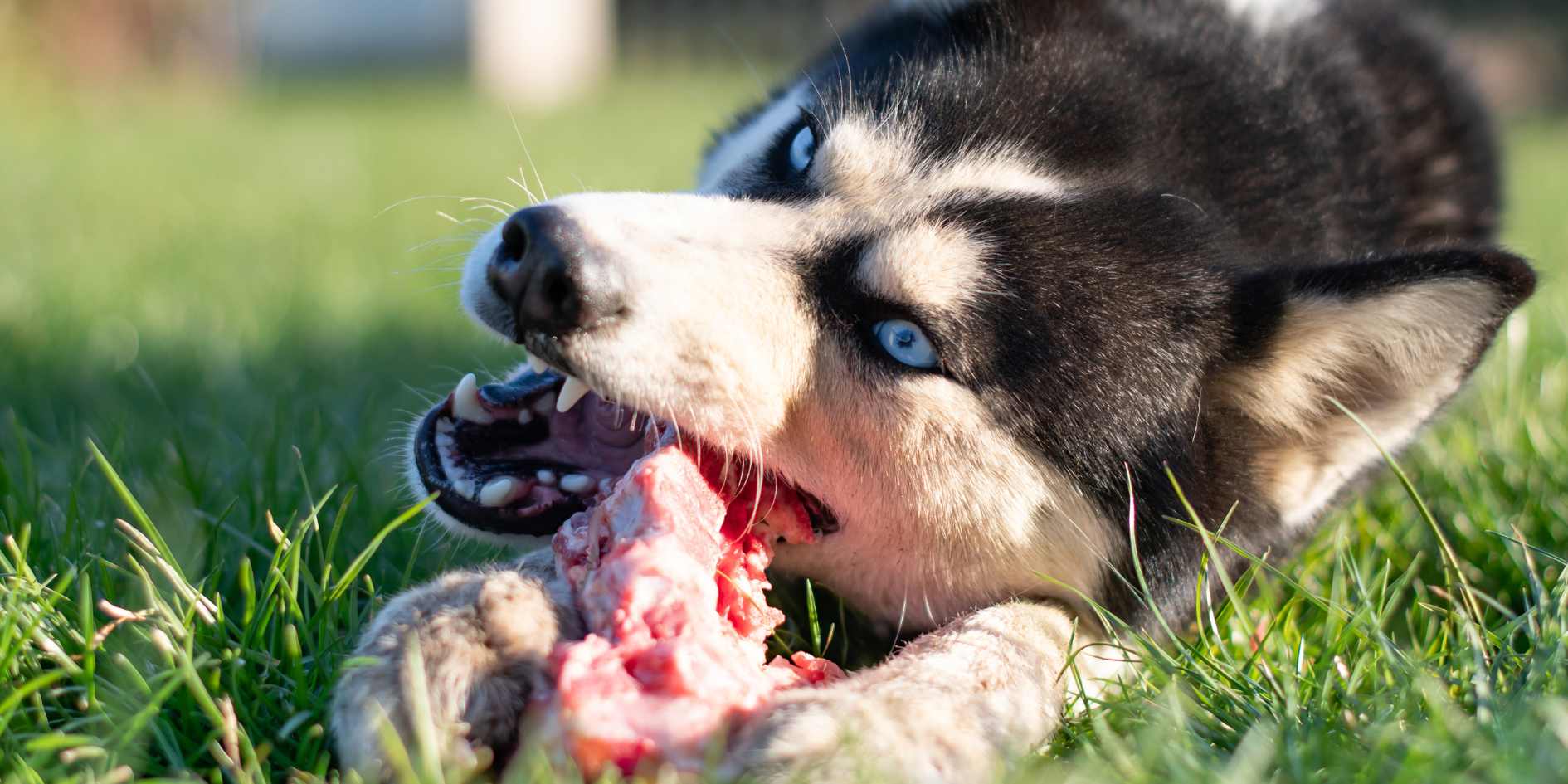 Husky