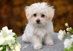 Is Jasmine Toxic to Dogs
