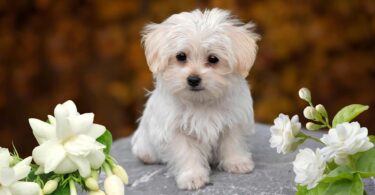 Is Jasmine Toxic to Dogs