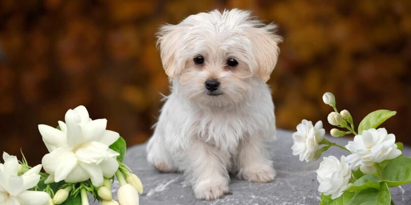 Is Jasmine Toxic to Dogs