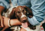 Natural Antibiotic for Dogs