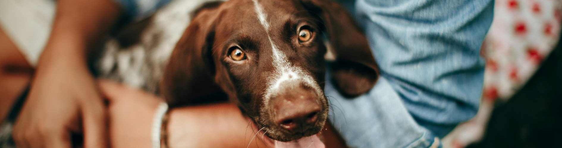 Natural Antibiotic for Dogs