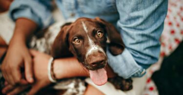 Natural Antibiotic for Dogs