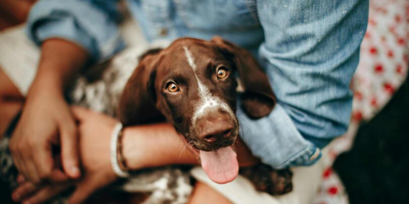 Natural Antibiotic for Dogs