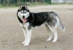 Siberian Husky