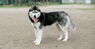 Siberian Husky