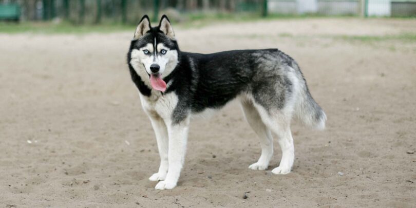 Siberian Husky
