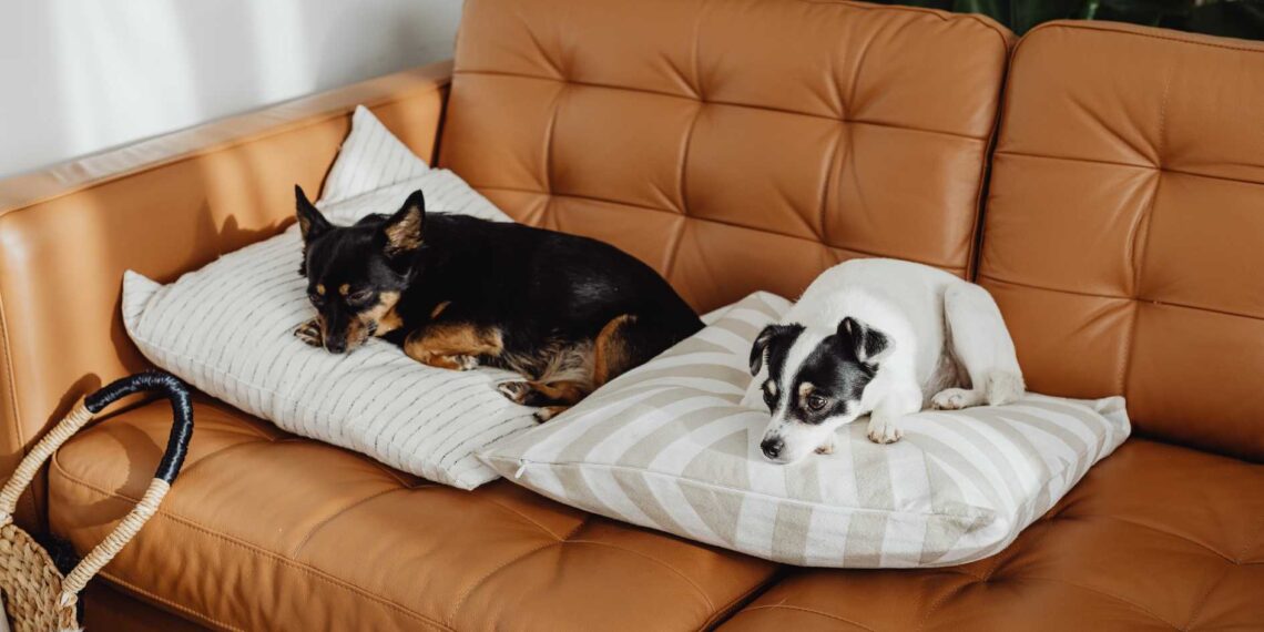 Dog Heat Cycle
