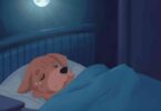 Dogs Cry or Whimper in Their Sleep