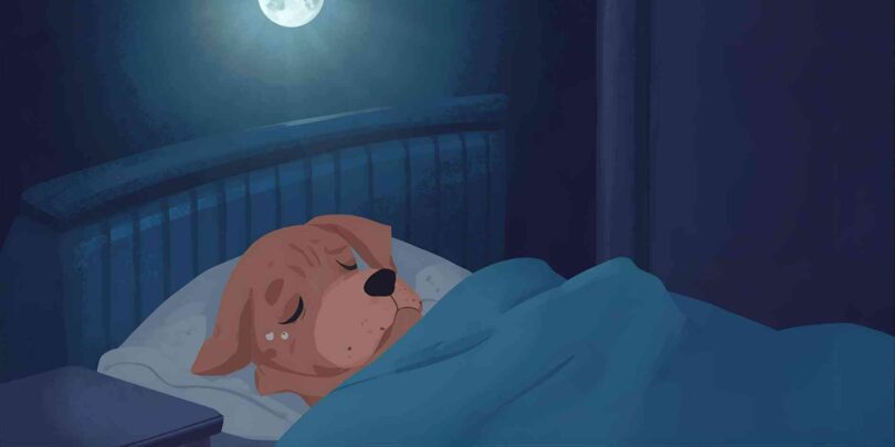 Dogs Cry or Whimper in Their Sleep
