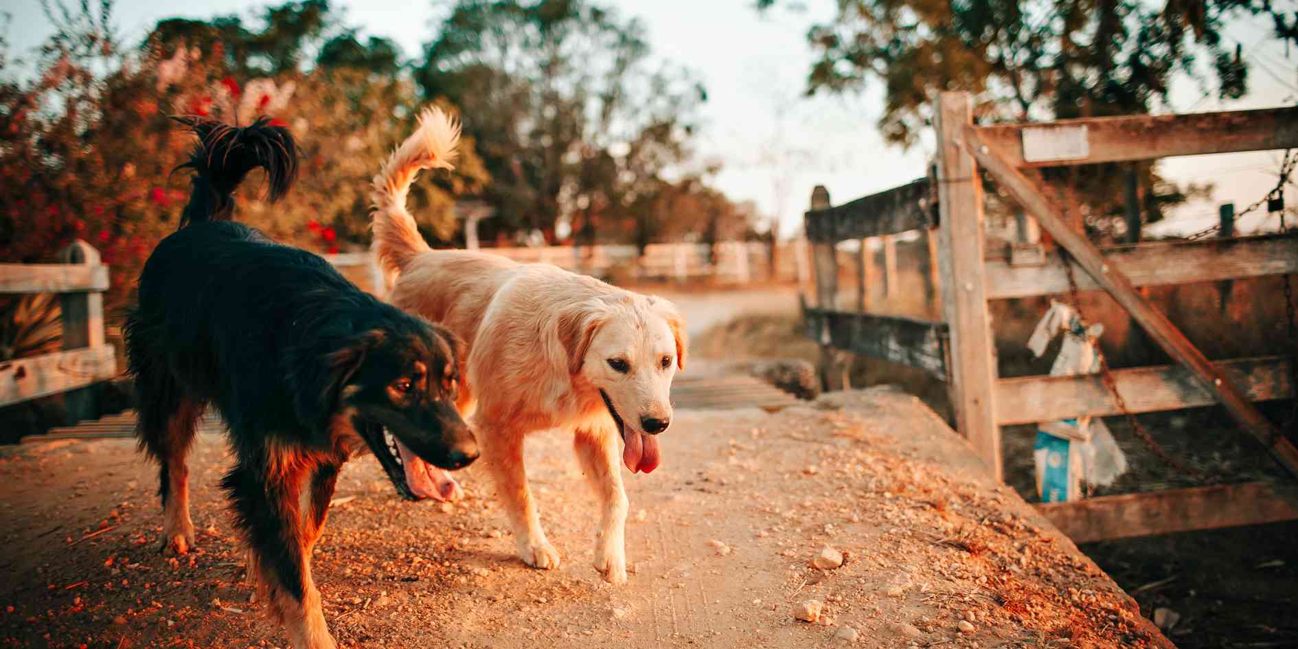 Dog’s Detox System