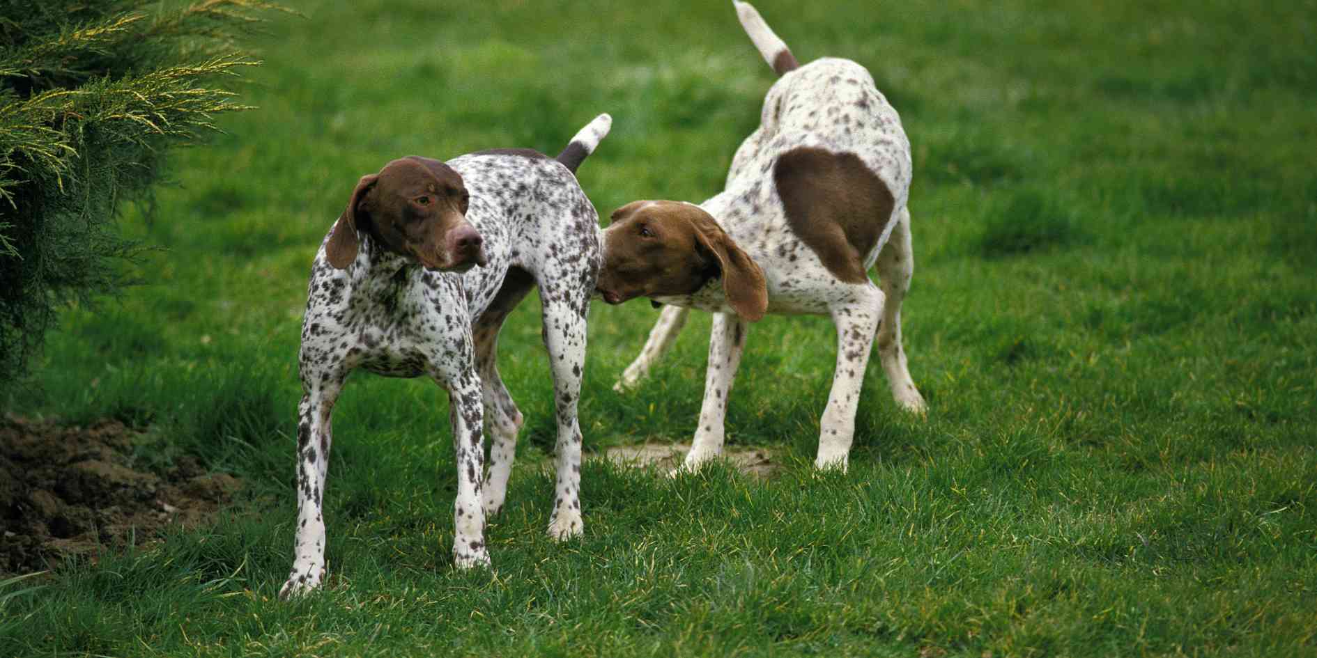 Male Dog Around a Female in Heat