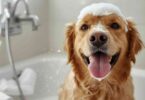 Shampoo with Oatmeal for Dogs