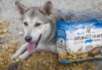 Are Blue Buffalo Health Bars Good for Dogs?