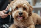 How Often Should a Dog Get Groomed