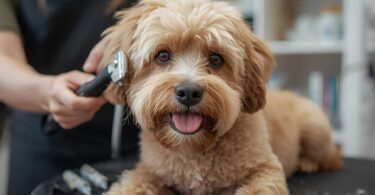 How Often Should a Dog Get Groomed