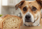 Dog Eats Sourdough Bread