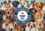 World’s Most Amazing Dog Facts From Guinness World Records