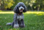 Moyen or Klein Poodle
