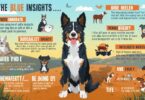 Blue Heeler Breed Insights
