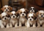 When Do Shih Tzu Puppies Stop Growing