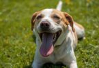 Is Your Dog Panting Excessively